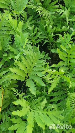 Кочедыжник женский- папоротник