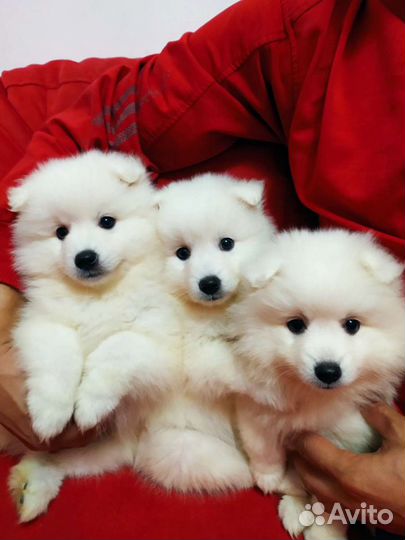 Японский шпиц