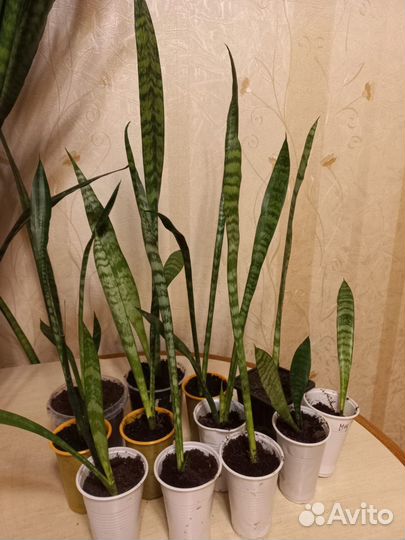 Сансиеверия