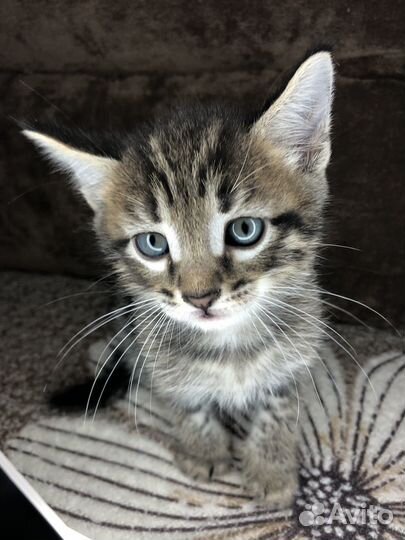 Коты бесплатно