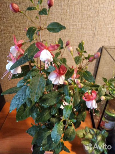 Фуксии, красивоцветущ. комнатные растения