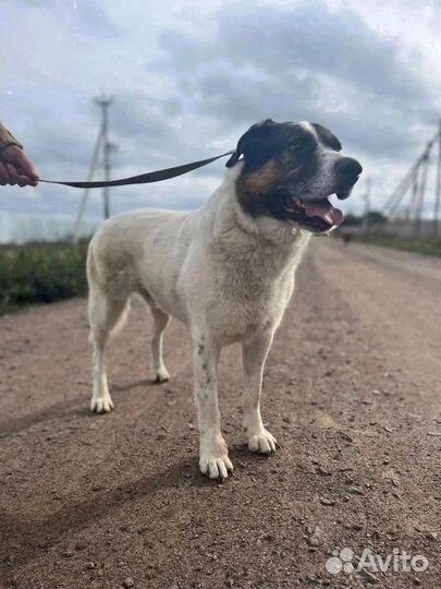 Пёс Пирожок (очень сладкий) ищет дом