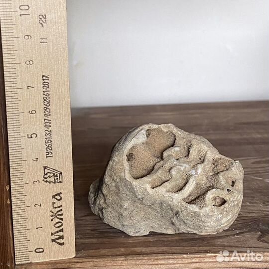 Аммониты, фрагменты аммонитов, наутилус