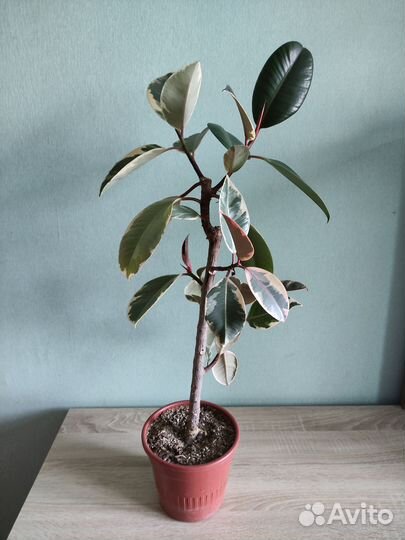 Взрослые фикусы