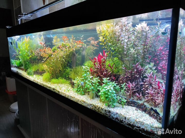 Аквариум (Акваскейп)