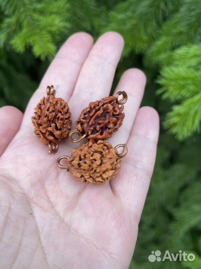 Рудракша трехликая, 2 см