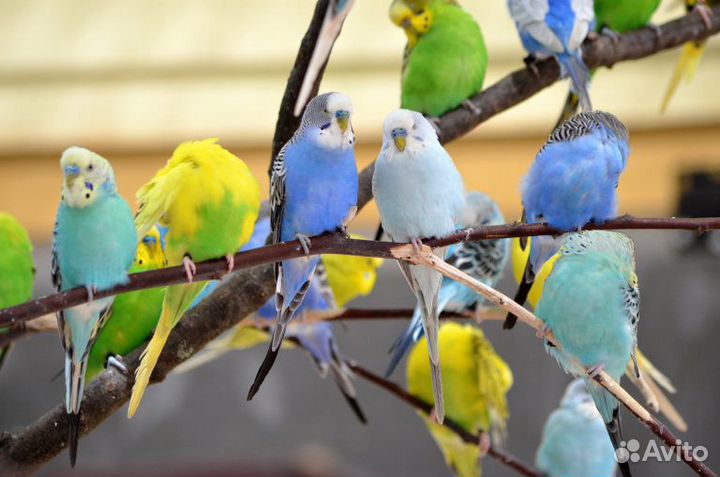 Волнистые попугайчики, малыши