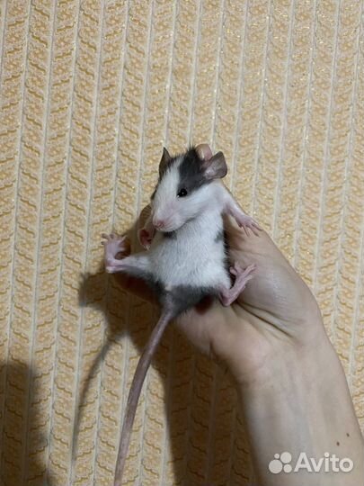 Крыса дамбо,крысенок