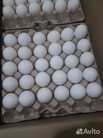 Яйцо куриное,фермерское