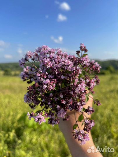 Душица сушеная