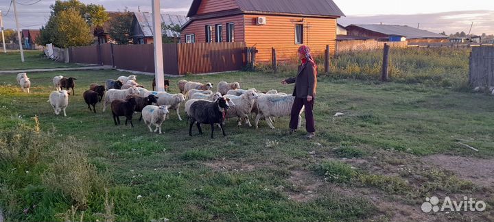 Овцы бараны