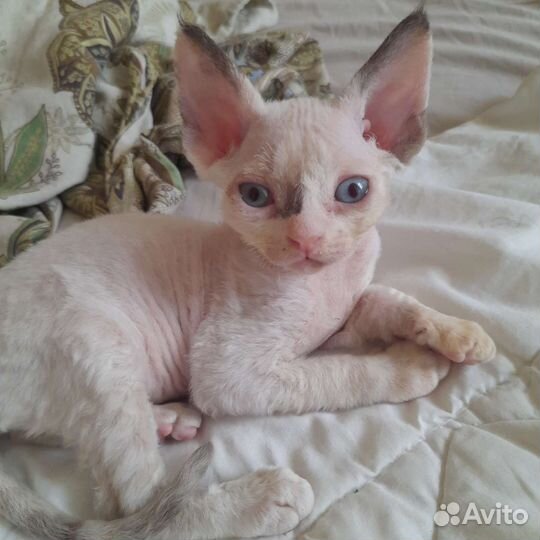 Девон-рекс котята-малыши(для резерва)