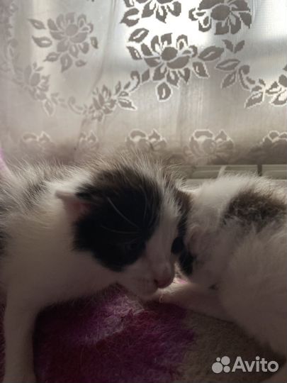 Котята в добрые руки бесплатно