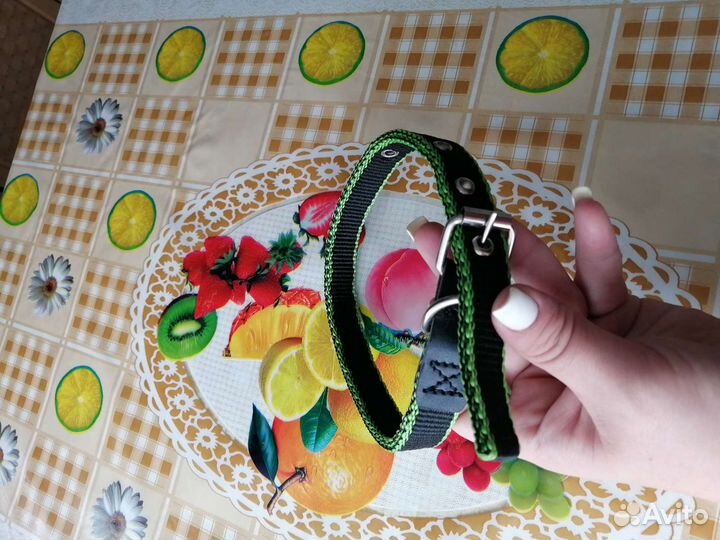 Ошейник и поводок для собак