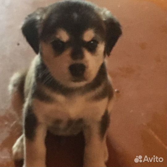 Щенки бесплатно