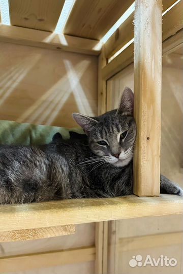 Кошке Любе нужен дом