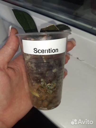 Орхидея парфюмерная фабрика scention