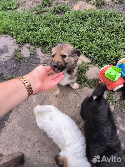 Щеночка в добрые ручки