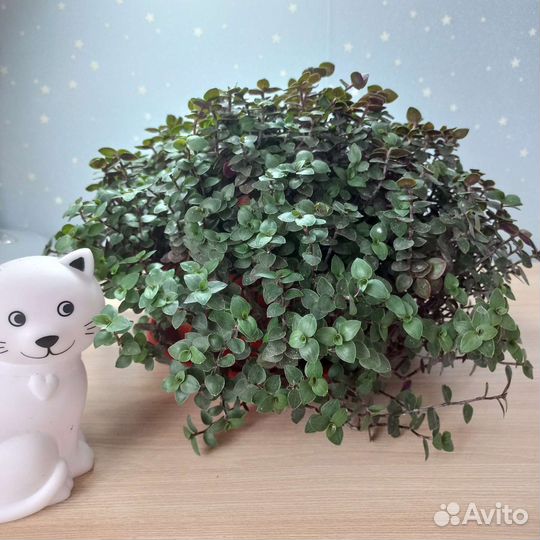 Каллизия
