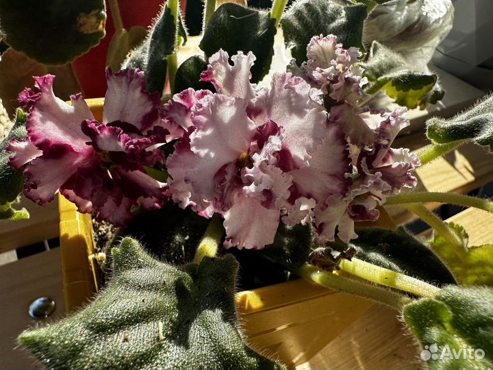 Цветы комнатные