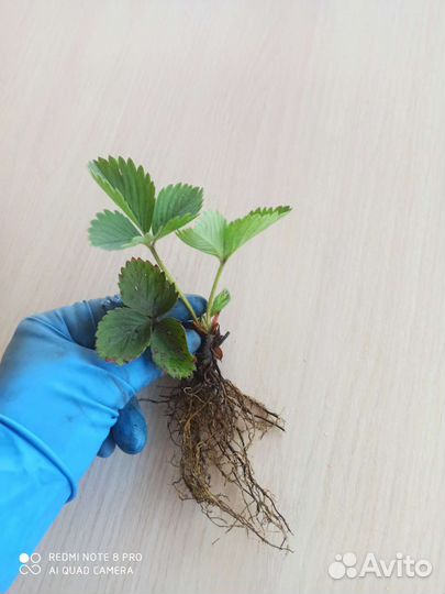 Клубника земляника Купчиха (рассада)