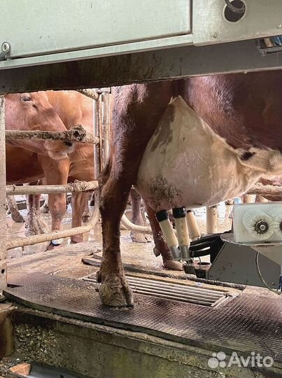 Доильный аппарат