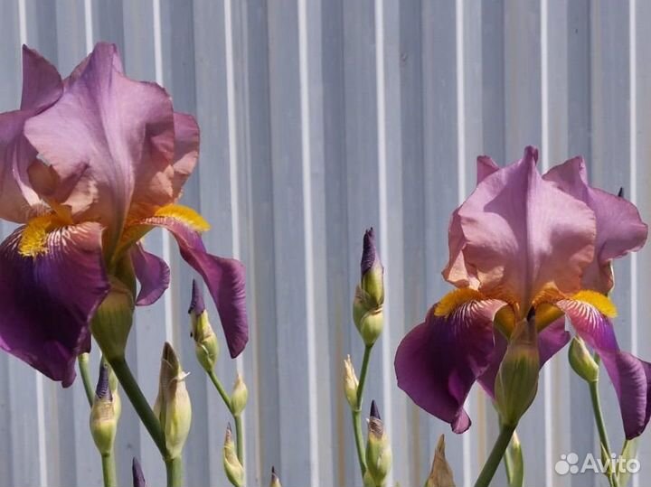 Ирисы лилейник хоста