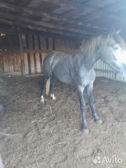 Жеребец орловский рысак