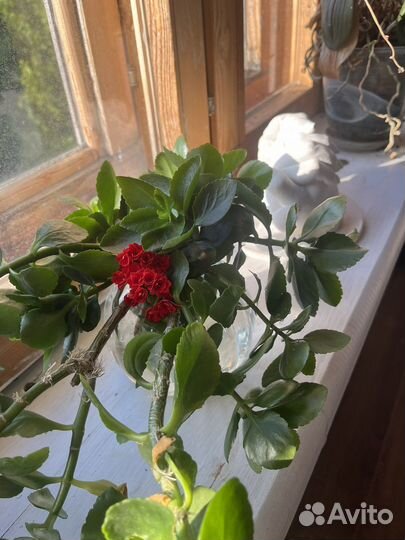 Комнатные цветы каланхоэ