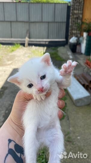 Отдам в добрые руки котят