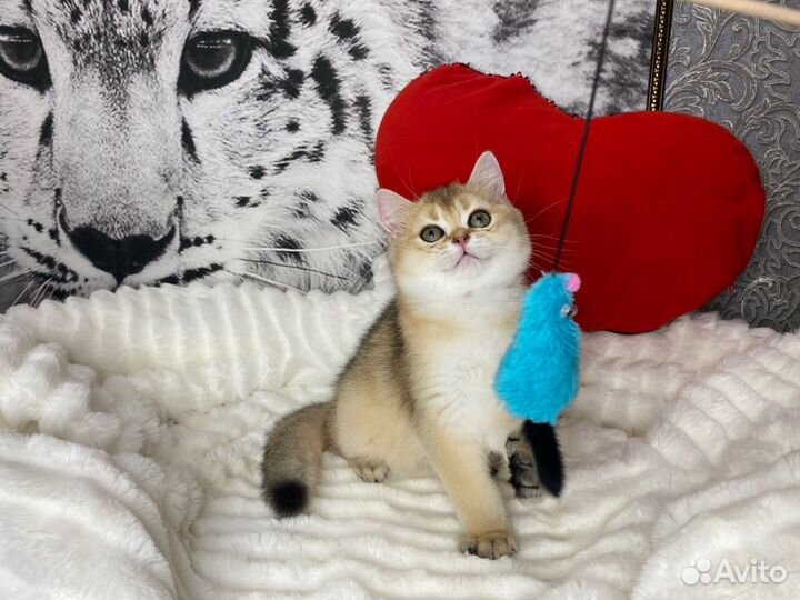 Гарфилд - котёнок золотой британской шиншиллы