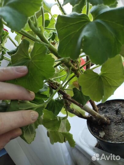 Герань пеларгония