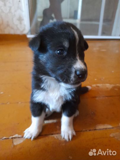 Щенок собаки