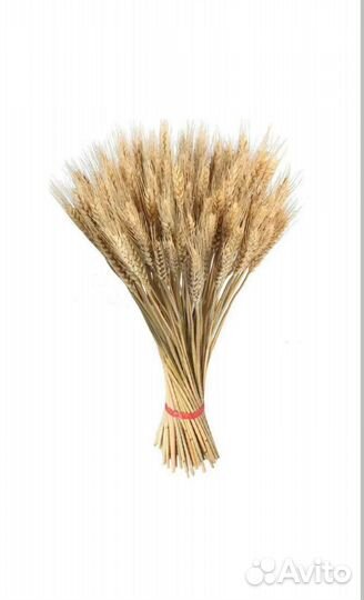 Пшеница сухоцвет