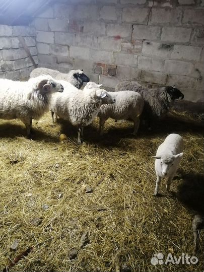 Овцы бараны ягнята