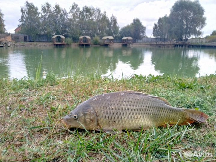 Рыбалка, отдых на озере, аренда беседок