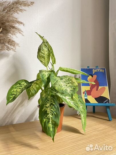 Диффенбахия