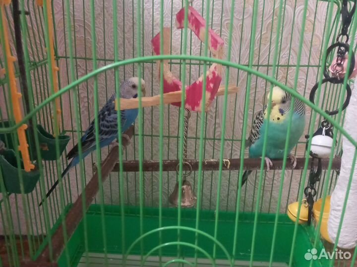 Волнистый попугай