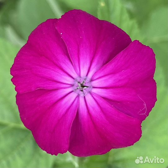 Лихнис корончатый малиновый