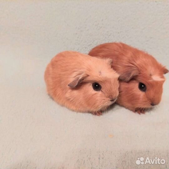 Морские свинки Девчонки сестренки