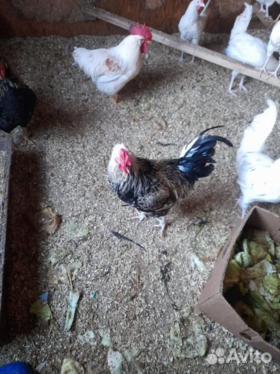 Продаю молодых петухов
