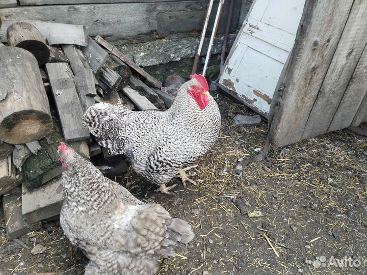 Куры петухи