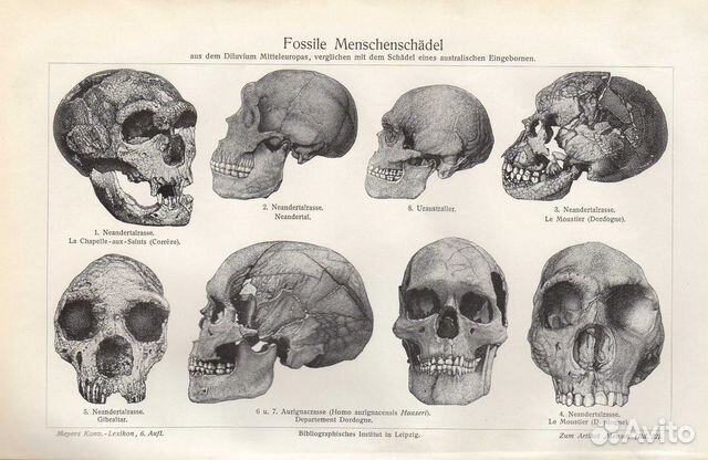 Гравюра. Германия. Ископаемые черепа человека