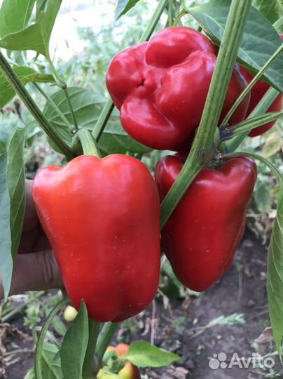 Семена перца оптом