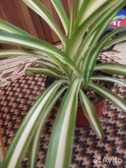 Хлорофитум