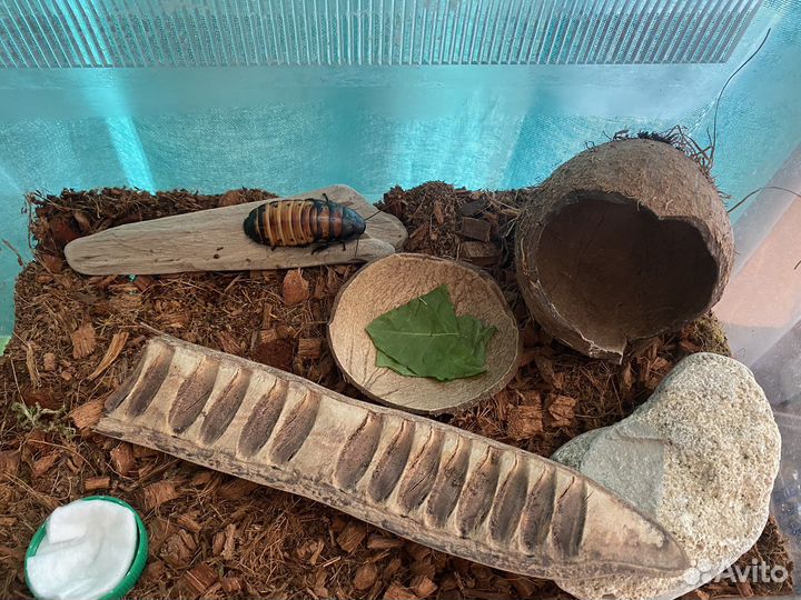 Мадагаскарский шипящий Продажа/Аренда/прокат