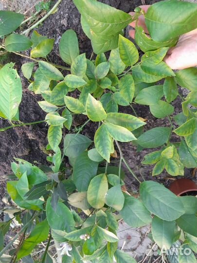 Лимон цветущий