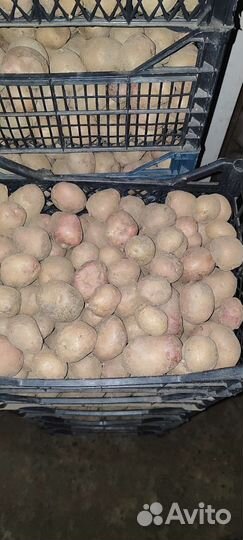 Семенной картофель