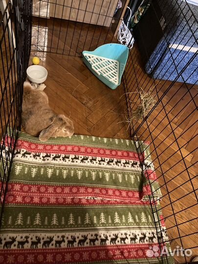 Декоративный кролик с вольером, переноской