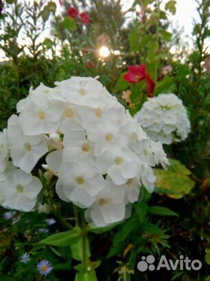 Флоксы на посадку и на срез